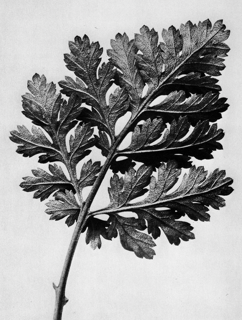 Karl Blossfeldt